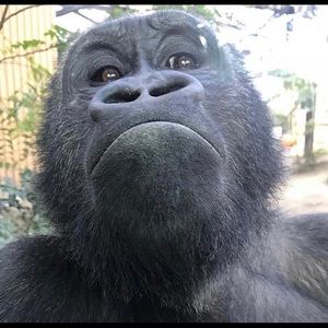 Meet your Posher, Joshua